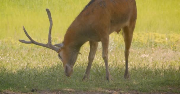 国立公園内のカメラの前の野原で草を食べる単一の美しい茶色の鹿のクローズアップ撮影 — ストック動画