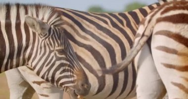 Milli parkta doğada çim yiyen zebralar grup closeup ateş. Doğal yaşam alanlarında ki vahşi hayvanların makro çekimi