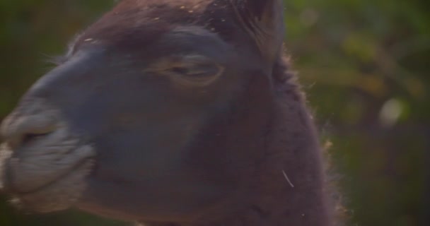Κοντινό γύρισμα του μαύρου αλπακά κοιτάζοντας την κάμερα λεπτομερώς. Μακρο-προσωπογραφία του ζώου στη φύση — Αρχείο Βίντεο