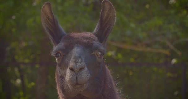 Closeup shoot of black lama looking at camera in detail. Macro portrait of animal in nature — Stock Video