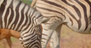 Milli parkta doğada çim yiyen zebralar grubun closeup çekim