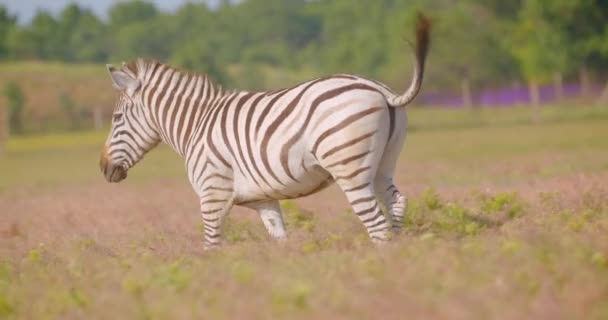 Съемки крупным планом одинокой красивой зебры, бегущей в поле на природе в национальном парке — стоковое видео