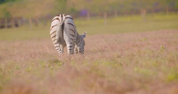 Zbliżenie strzelać jednego pięknego Zebra spaceru w polu w naturze w parku narodowym — Wideo stockowe