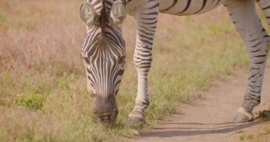 Milli parkta doğada alanda çim yiyen tek sevimli zebra Closeup ateş