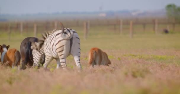 Closeup shoot of single beautiful zebra walking next to the horses in the field in the nature in the national reserve — Stock Video