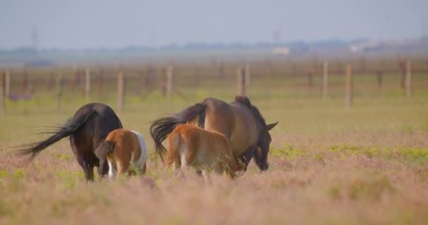 Brote de primer plano de grupo de caballos comiendo hierba en el campo en la reserva nacional — Vídeo de stock