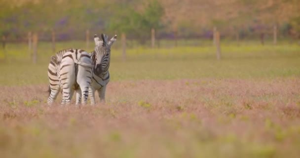 馬とシマウマのグループのクローズアップ撮影は、国立保護区のフィールドで草を食べる — ストック動画