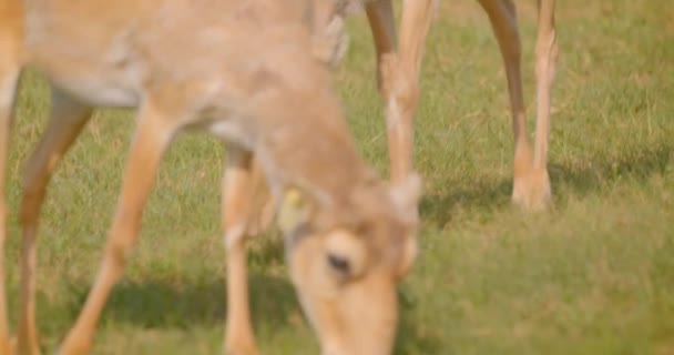 Närbild shoot av Saiga Walking i fältet i nationalparken utomhus — Stockvideo