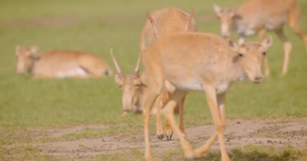 Gros plan de saïga marchant dans le champ devant la caméra dans le parc national à l'extérieur — Video