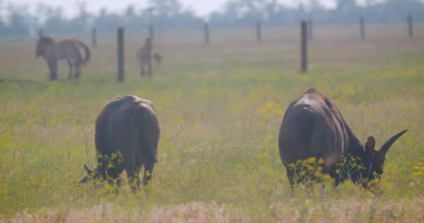 Съемки крупным планом группы быков, гуляющих в поле в национальном парке — стоковое видео