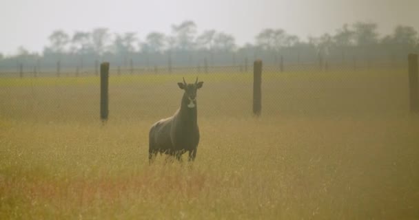 Closeup portrait of antelope standing in field in nature — Stock Video