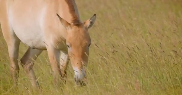 Tiro de perto de um cavalo comendo grama e andando no campo ventoso no parque nacional — Vídeo de Stock