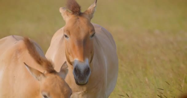 在国家公园的田野里行走的几匹马的特写镜头 — 图库视频影像