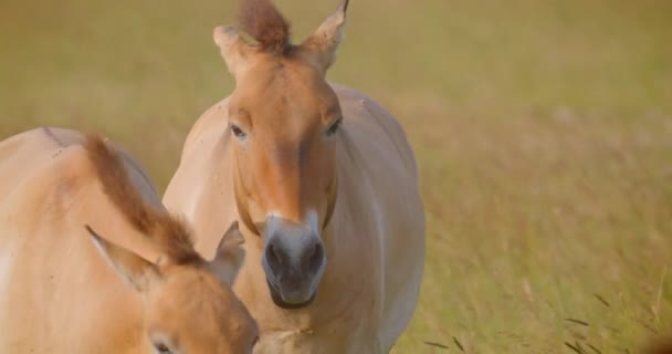 Prise de vue rapprochée d'un couple de chevaux marchant dans le champ dans le parc national 