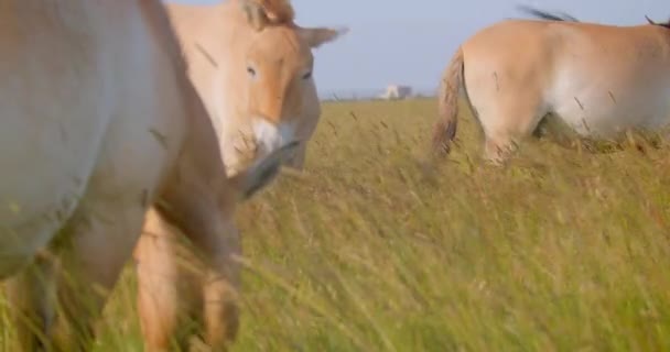 Primer plano de un par de caballos comiendo hierba en el campo en el parque nacional — Vídeos de Stock