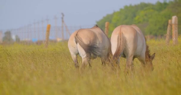 Gros plan sur le dos d'un couple de chevaux marchant dans le champ dans le parc national — Video