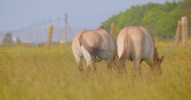 Крупним планом стріляти з тилу кількох коней, що ходять по полю в національному парку — стокове відео