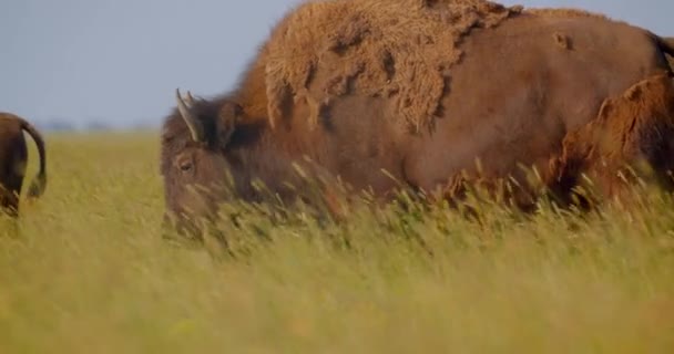 Gros plan pousse de beau gros bisons mangeant de l'herbe dans le champ dans le parc national — Video