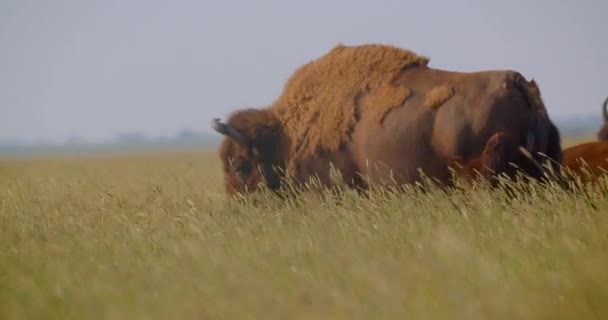 Съемки крупным планом большого бизона, поедающего траву на лугу в национальном парке — стоковое видео