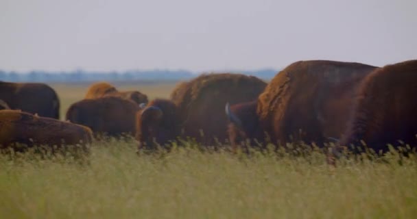 Tournage de gros bisons marchant dans la prairie de la réserve nationale — Video