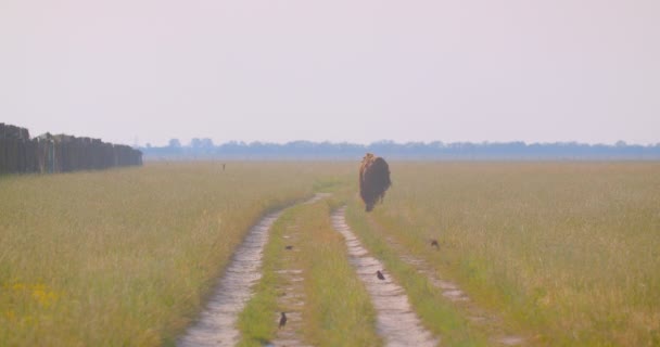 Back View skjuta av en stor bison gå på ängen i den nationella reserven på sommaren — Stockvideo