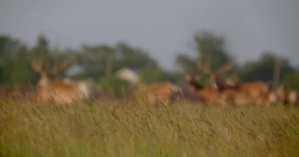 Sparatoria di bellissimi cervi in piedi nel prato nella riserva nazionale in estate — Video Stock