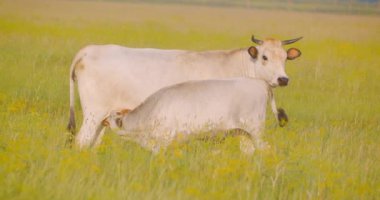 Güzel ve bebek hayvan yaz aylarında ulusal rezerv çim yeme alanında ayakta Shoot