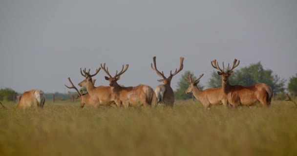 Skjut av vackra vilda hjortar stående i fältet i den nationella reserven på sommaren — Stockvideo