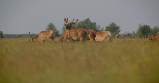 Yaz aylarında ulusal rezerv alanında duran güzel büyük geyiklerin Shoot — Stok video