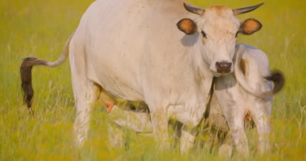 Atire de vaca bebê bonito alimentando de sua mãe de pé no campo comendo grama na reserva nacional — Vídeo de Stock