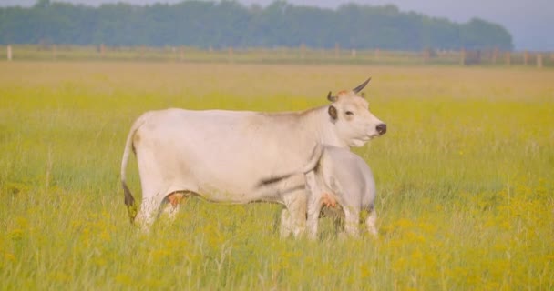 Abschuss der schönen Kuh und des Tierbabys, die auf dem Feld stehen und Gras im Nationalpark fressen — Stockvideo