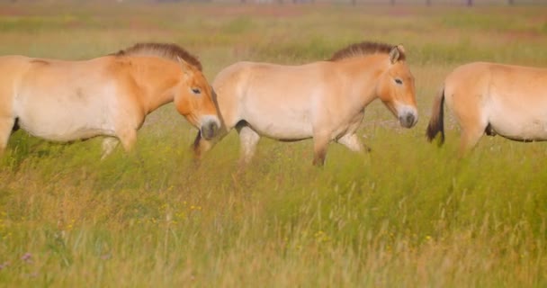 Tiro de perto de muitos cavalos andando no campo no parque nacional — Vídeo de Stock