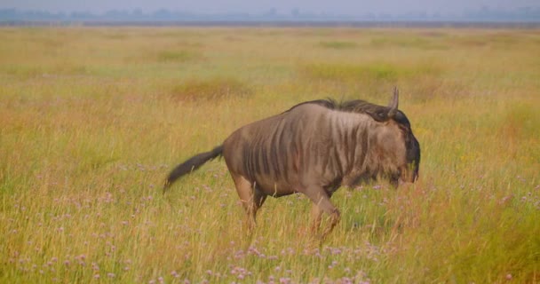 Съемки крупным планом огромного антилопы, гуляющего по полю в национальном парке — стоковое видео