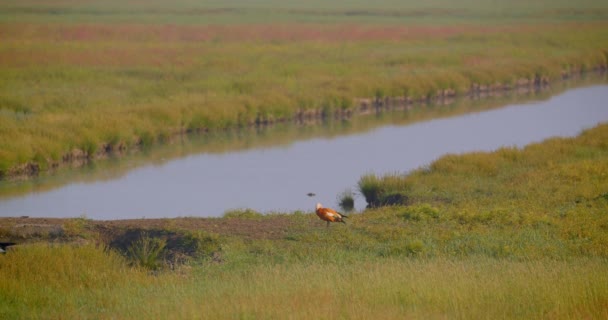 Sparatoria di uccello in piedi da ruscello in prato in estate in tempo ventoso — Video Stock