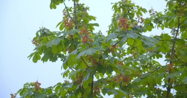 Shoot of wet chestnut tree in raining weather with cloudy sky in urban city on street in summer daytime — Stock Video