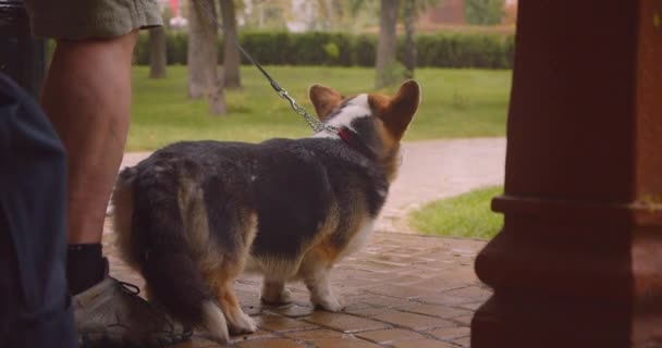 Primer plano retrato de lindo perro corgi y su dueño esperando a que la lluvia termine de pie en el parque al aire libre — Vídeos de Stock