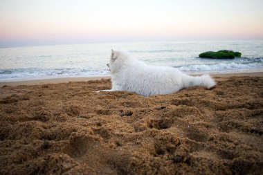 Sahildeki beyaz samoinli köpek. 
