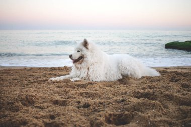 Sahildeki beyaz samoinli köpek. 