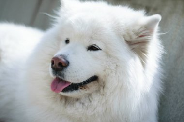  Beyaz Samoyed köpek açık havada 
