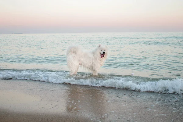 Chien Samoyed Blanc Dans Eau Sur Plage — Photo