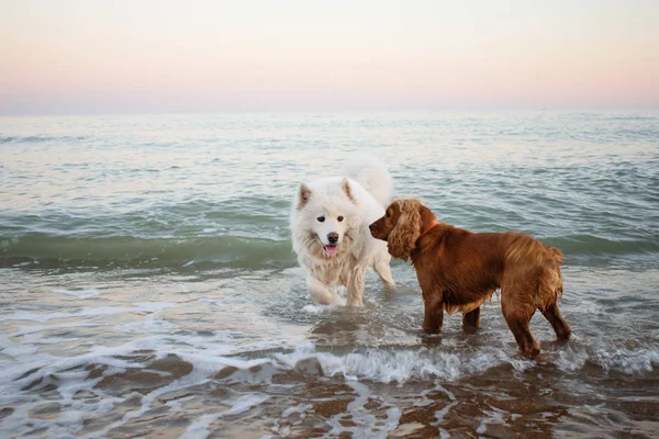 Chien Samoyed Blanc Épagneul Sur Plage — Photo