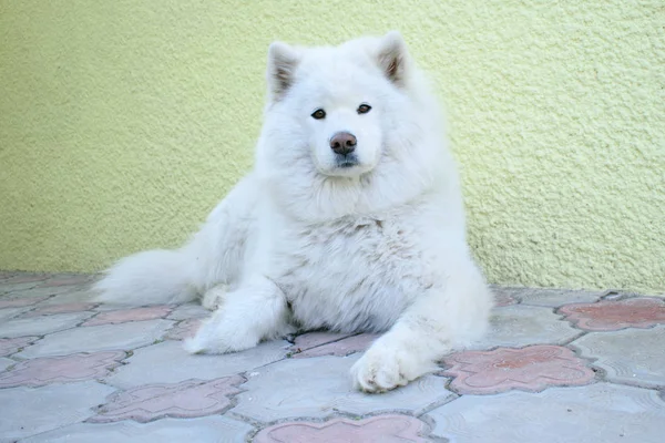 白色的萨莫伊犬躺在地板上 — 图库照片