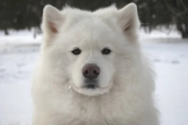 Cão Samoyed Branco Livre Inverno — Fotografia de Stock