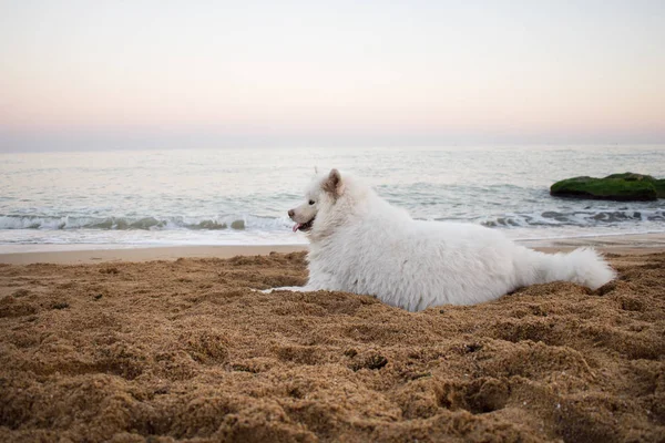 Chien Samoyed Blanc Sur Plage — Photo