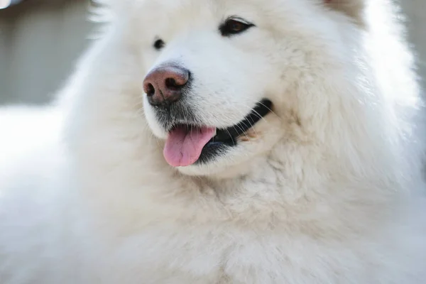 白色的萨摩耶犬在户外 — 图库照片