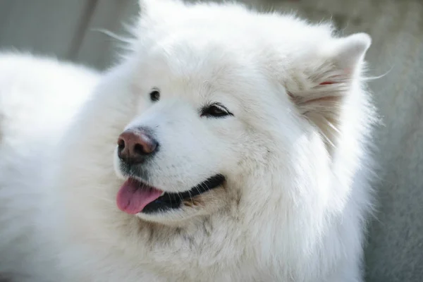 화이트 Samoyed 야외에서 — 스톡 사진