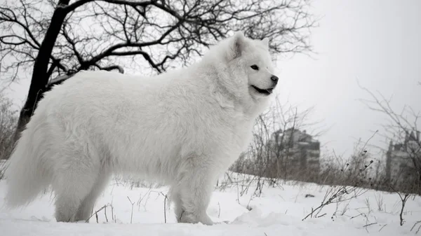 冬季户外的白色萨莫伊犬 — 图库照片