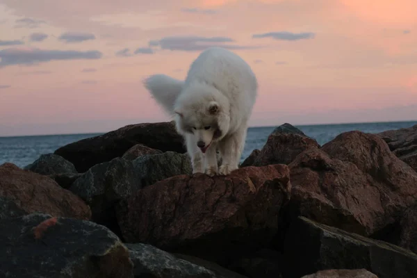 Λευκό Samoyed Σκυλί Στην Παραλία Στο Ηλιοβασίλεμα — Φωτογραφία Αρχείου