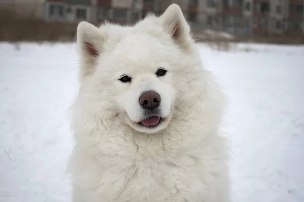 Biały Samoyed Pies Zewnątrz Zimie — Zdjęcie stockowe