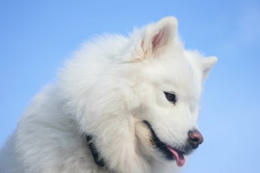  Beyaz Samoyed köpek açık havada 